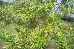 image5