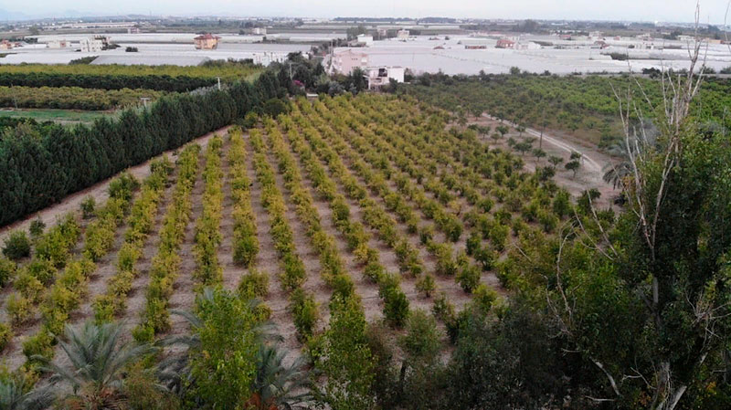 Turkish citrus garden
